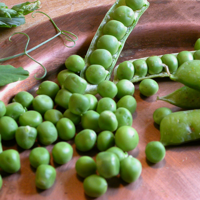Close up of Alaska Early shelling pea pods with plump green peas in open pods on a wooden surface
