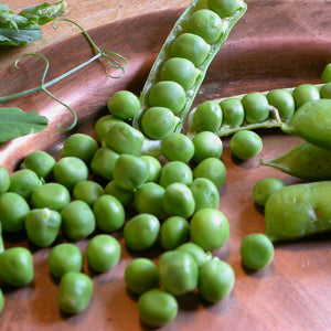 Close up of Alaska Early shelling pea pods with plump green peas in open pods on a wooden surface