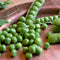 Close up of Alaska Early shelling pea pods with plump green peas in open pods on a wooden surface