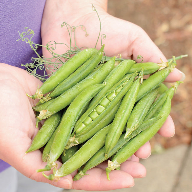 Close-up of hands holding PLS 560 pea pods showing plump green pods and an open pod with peas, outdoor background
