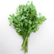 Top-down view of Dark Green Italian flat-leaf parsley bunch showing deeply cut leaves and long stems on a white background