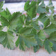 Close-up of Dark Green Italian Plain parsley showing flat, deeply cut leaves