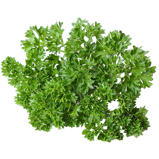 Top view of Wega parsley leaves showcasing deep curly dark green foliage on white background