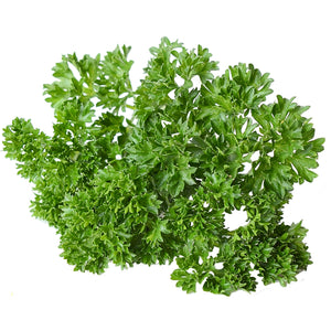 Top view of Wega parsley leaves showcasing deep curly dark green foliage on white background