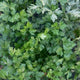 Close-up of Gigante D'Italia flat-leaf parsley showing large flat green leaves on upright stems