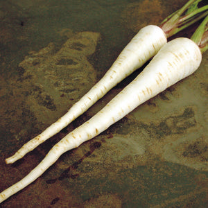 Top view of two Gladiator parsnip roots showing smooth cream-colored tapered roots on a dark background