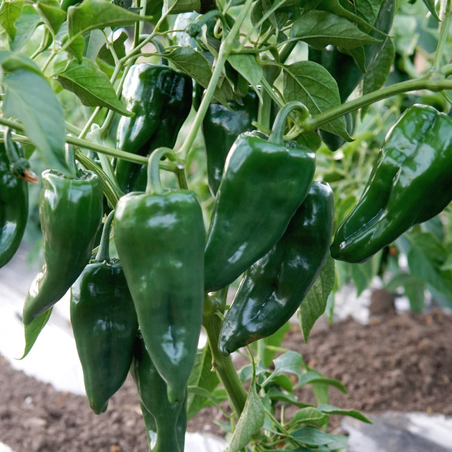 Close-up of Ancho Poblano pepper plant showing several glossy deep-green poblano peppers on the vine with garden soil background