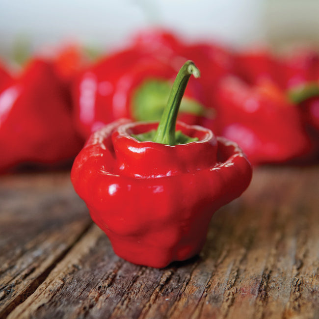 Close up of Red Mushroom pepper showcasing its squat, wrinkled shape, bright red color, and green stem on a wooden surface