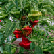 Close-up of Red Mushroom pepper showing squat, wrinkled red fruits on the plant