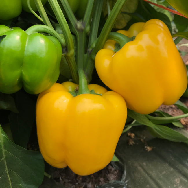 Close-up of Brocanto yellow bell pepper showcasing smooth, 3–4 lobed fruit on green foliage