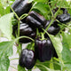 Close-up of Dragonfly pepper plant showcasing elongated deep purple fruits with green leaf background