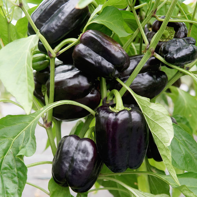 Close-up of Dragonfly pepper plant showcasing elongated deep purple fruits with green leaf background