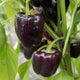 Close-up of Dragonfly pepper plant showing deep purple bell shaped peppers on the stem with green leaves in the background