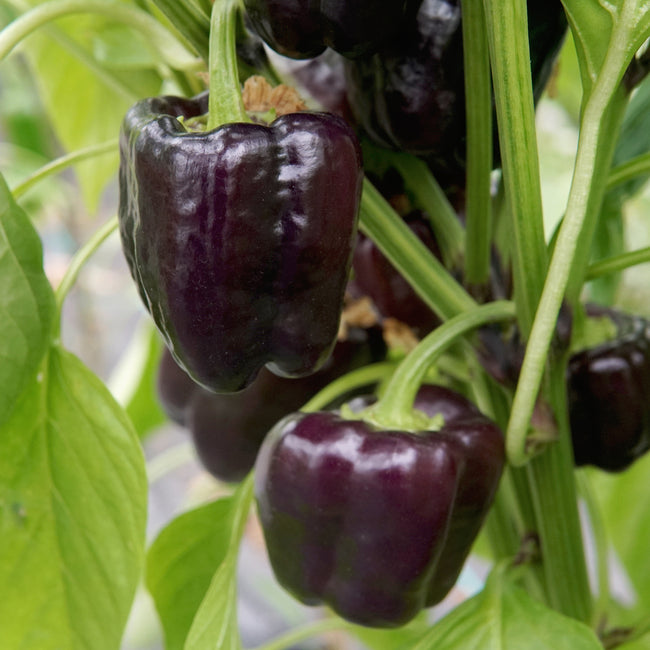 Close-up of Dragonfly pepper plant showing deep purple bell shaped peppers on the stem with green leaves in the background