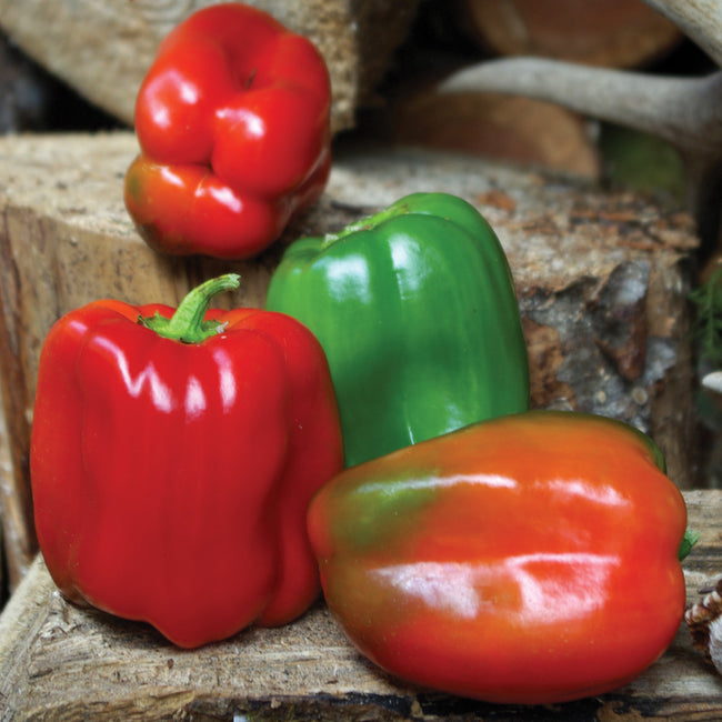 Front view of Wonder Bell pepper showing glossy 4-lobed fruit ripening from green to red on white background