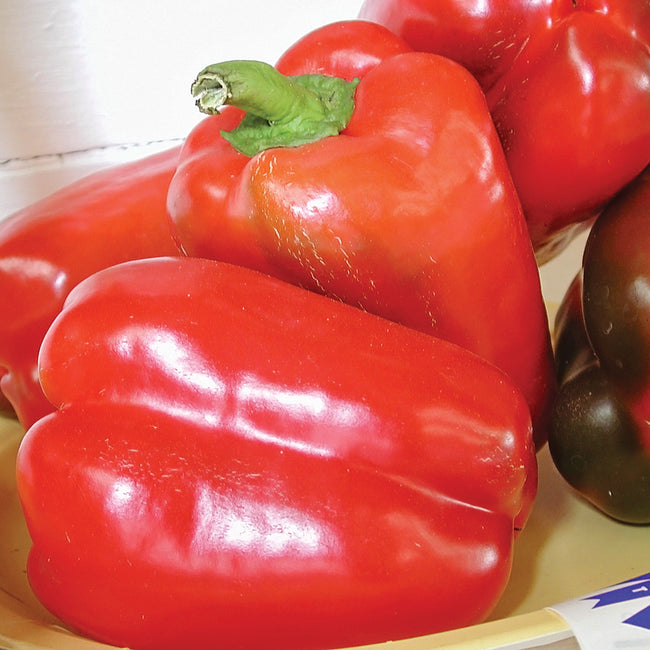 Close-up of California Wonder 300 bell peppers showing blocky, thick-walled red fruit