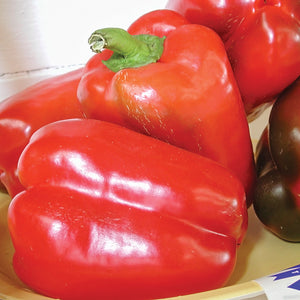 Close-up of California Wonder 300 bell peppers showing blocky, thick-walled red fruit
