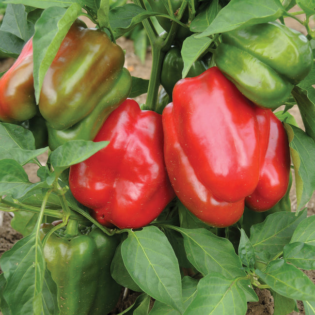 Close-up of Staddon's Select bell pepper plant showing glossy blocky red ripe peppers and green unripe fruit on the vine
