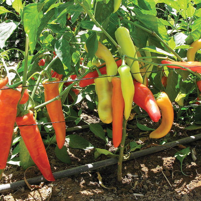 Close-up of Buda Hot Wax pepper plant showing glossy 3-inch conical peppers ripening from yellow to red on green foliage