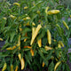 Close-up of Buda Hot Wax pepper plant showing clusters of glossy conical yellow peppers on green foliage