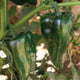 Close-up of Trident poblano pepper showing glossy dark green two-lobed fruit