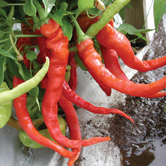 Close-up of Italian Pepperoncini peppers showing long curved red and green fruits on the plant with soil and leaves in background