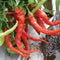 Close-up of Italian Pepperoncini peppers showing long curved red and green fruits on the plant with soil and leaves in background