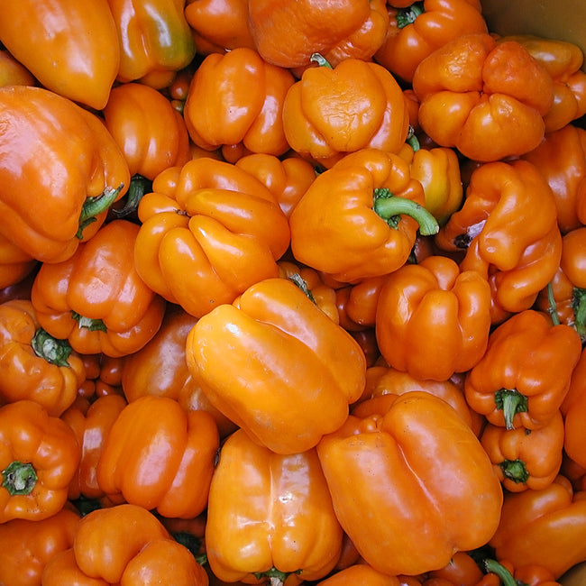 Close-up of Gourmet orange bell peppers showing blocky four-lobed shape and thick walls on a white background
