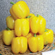 GOLDEN STAR-PEPPER