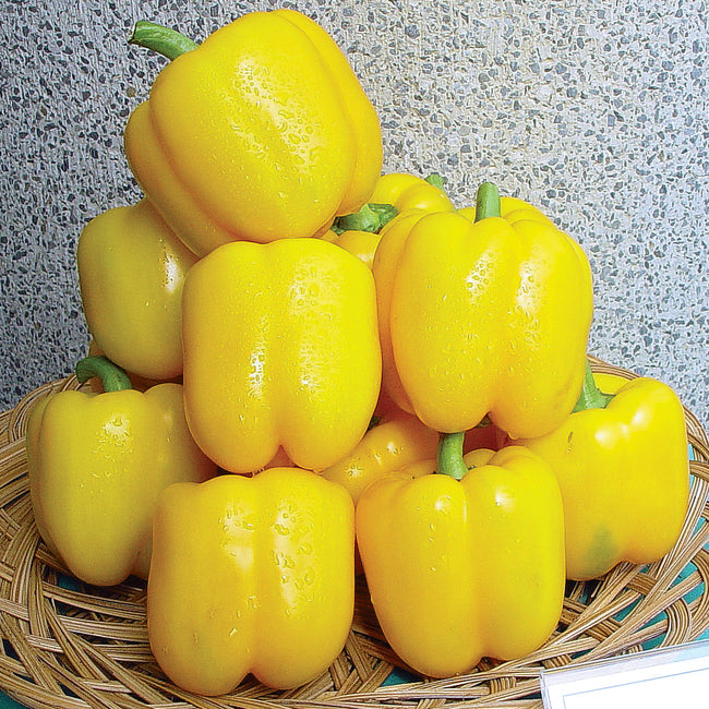 GOLDEN STAR-PEPPER