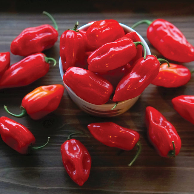 Close-up of Primero Red habanero peppers showing ripe red, moderately wrinkled fruit on a dark background