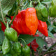 Close-up of Primero Red habanero peppers showing ripe red and green fruit on the plant with leaves