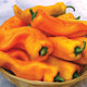 Front view of Gatherer's Gold Sweet Italian peppers showcasing long tapered golden fruits with smooth skin in a shallow bowl