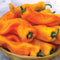 Front view of Gatherer's Gold Sweet Italian peppers showcasing long tapered golden fruits with smooth skin in a shallow bowl