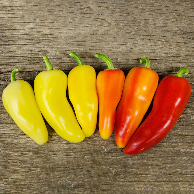 Close-up of Cozumel pepper fruits showing thick-walled peppers ripening from pale yellow to orange and red on a wooden background