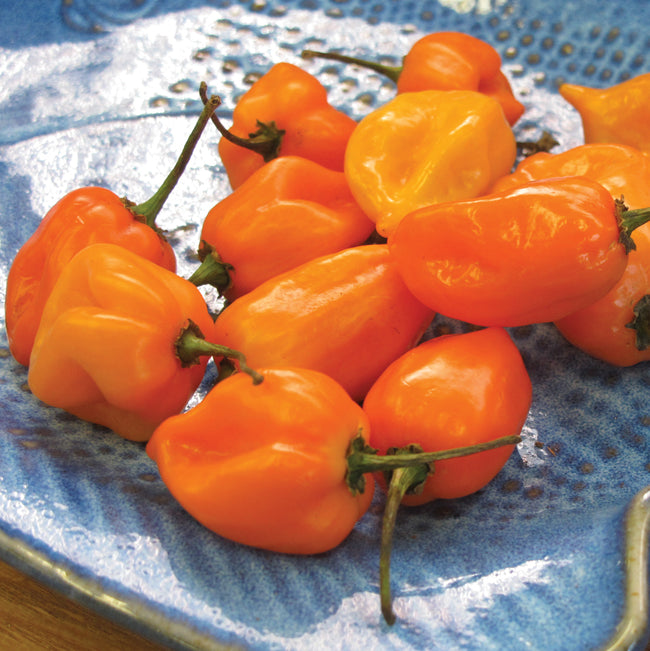 Close-up of ripe orange habanero peppers showing lantern-shaped, wrinkled pods on a blue plate