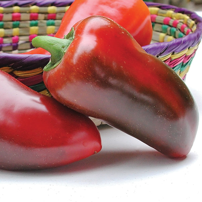 Close-up of Pizza pepper showcasing ripe red, thick-walled cone-shaped fruits with woven basket background