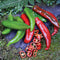 ANAHEIM COLLEGE 64-PEPPER