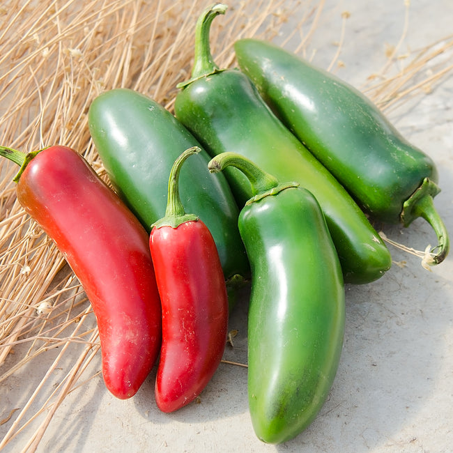 Close-up of La Bomba II jalapeno peppers showing smooth, thick-walled green and ripe red fruit on a concrete surface with straw