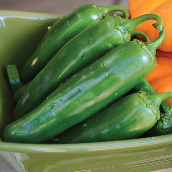 Close-up of Felicity jalapeño peppers showcasing thick-walled green fruit in a green ceramic dish