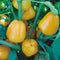Close up of miniature yellow bell pepper plant showing multiple small yellow bell peppers among green leaves