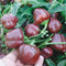 Close-up of Miniature Chocolate Bell pepper plant showing small 3-lobed chocolate-brown fruits on green stems