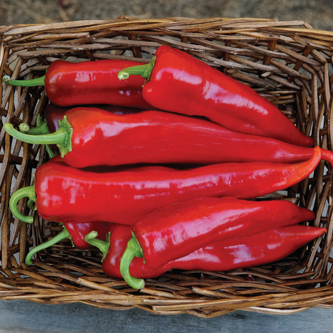 Top view of Bridge to Paris peppers showcasing long glossy red fruits in a wicker basket