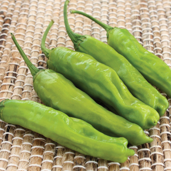 Close-up of Takara shishito peppers showcasing light green, slender 3-inch fruits on stems