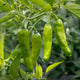Close-up of Takara Shishito pepper plant showing clusters of slender, 3-inch light green peppers on stems