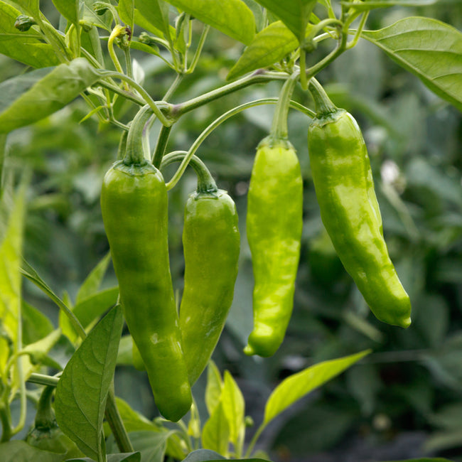 Close-up of Takara Shishito pepper plant showing clusters of slender, 3-inch light green peppers on stems