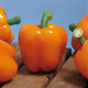 Close-up front view of Milena orange bell peppers showing large blocky fruits with thick walls on blue background
