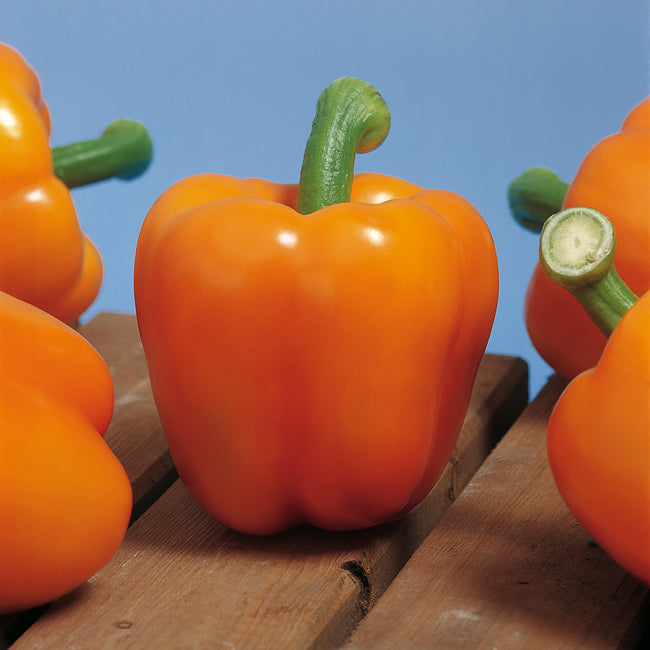 Close-up front view of Milena orange bell peppers showing large blocky fruits with thick walls on blue background