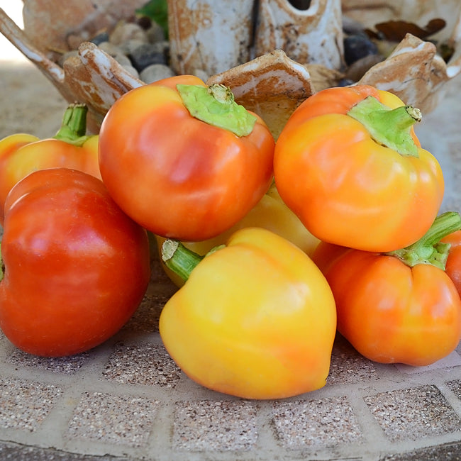 Close-up of Alma Paprika pepper cluster showing round yellow-to-orange-to-red sweet pimiento peppers on a tiled pot rim