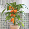 Front view of Fresh Bites Orange pepper plant with small orange wedge peppers in a pot on a windowsill